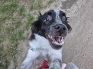 Grajewo ogłoszenia: Z przyczyn nie zależnych ode mnie jestem zmuszona oddać 1,5... - zdjęcie