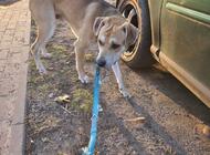 Grajewo ogłoszenia: Witam. Z wielkim bólem serca z przyczyn osobistych i... - zdjęcie